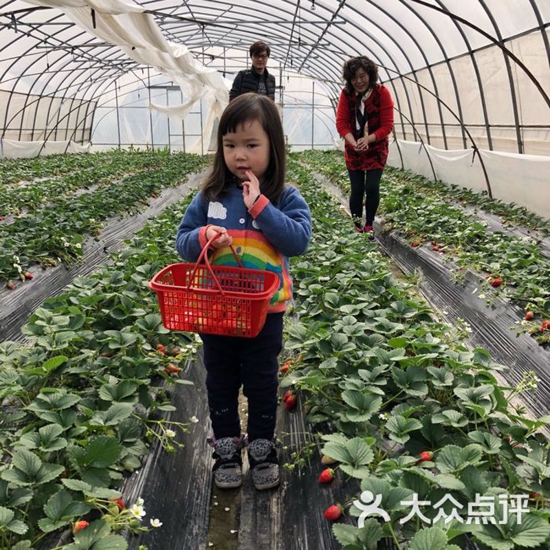 采摘庄园：一场与自然亲密接触的游戏