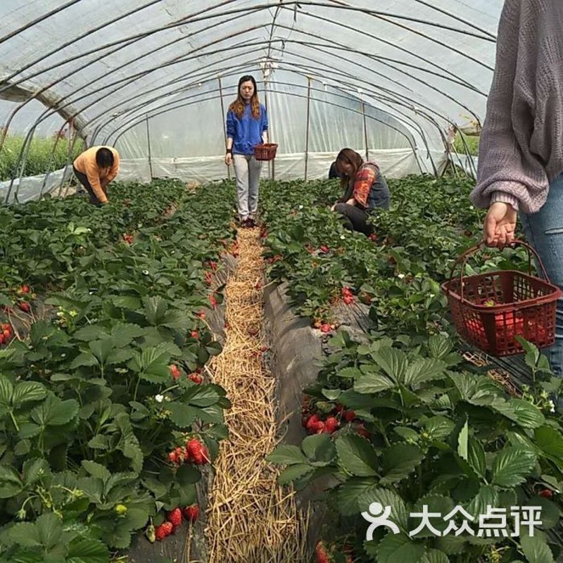 葡萄采摘券——让你的亲子时光更具乐趣