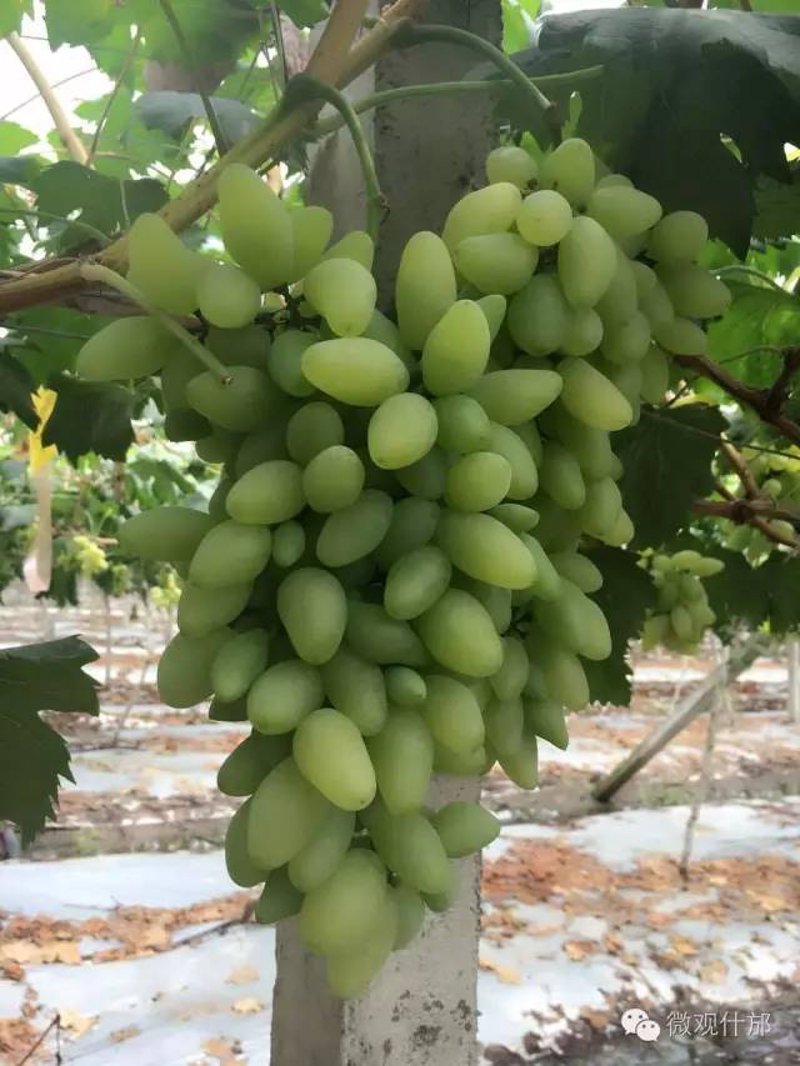 葡萄采摘券