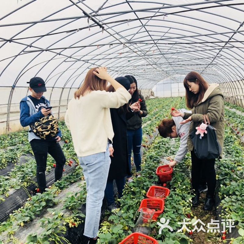 采摘的乐趣——走进葡萄园体验自然风情